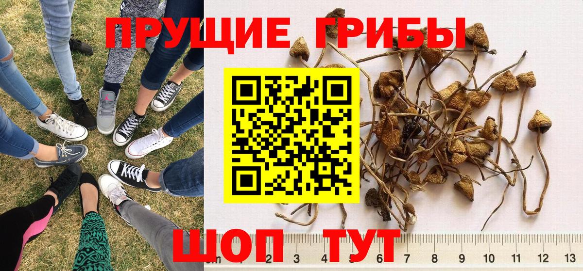 Псилоцибиновые грибы Magic Shrooms Пенза